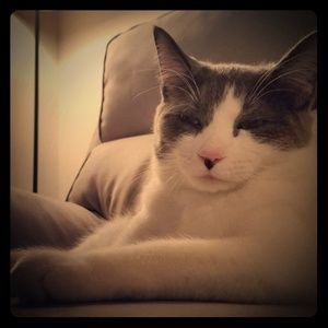 Meet your Posher, R_Bunny